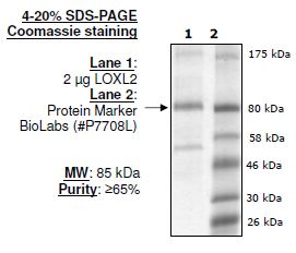 LOXL2, human recombinant protein (mammalian)