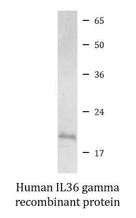 Human IL36 gamma recombinant protein (Active)
