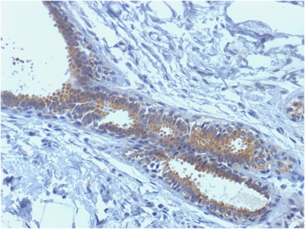 Anti-BRCA1 (Breast Marker), clone BRCA1/1398