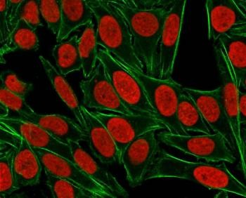 Anti-Human Nuclear Antigen, clone 235-1