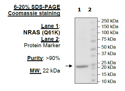 NRAS (Q61K), His-Tag