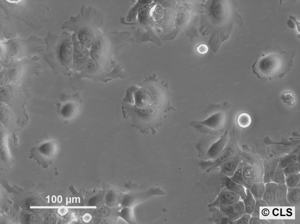 HNO210 Cells