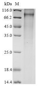 Keratinocyte proline-rich protein (Kprp), mouse, recombinant