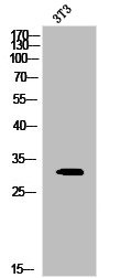 Anti-Phospho-PSMA3 (S250)