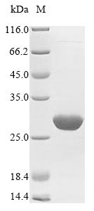 Abrin-a, partial, Abrus precatorius, recombinant