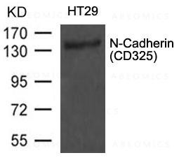 Anti-N-Cadherin(CD325)