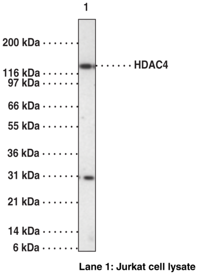 Anti-HDAC4