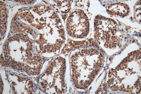 Anti-MAGEA4 Monoclonal, clone 1G10H5