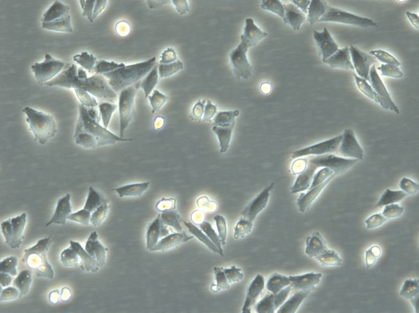 CHO-K1 Cells