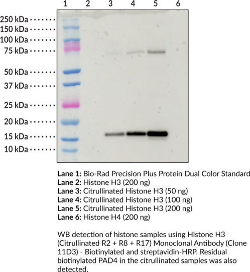 Anti-Histone H3 (Citrullinated R2 + R8 + R17) - Biotinylated (Clone 11D3)