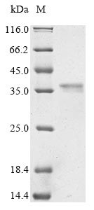 Myosin-9 (Myh9), partial, rat, recombinant