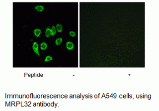 Anti-MRPL32