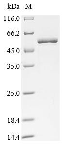 Eukaryotic initiation factor 4A-I (EIF4A1), human, recombinant