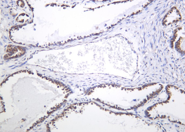 Anti-Recombinant DCLK1, clone 9B9