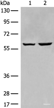 Anti-EBF2