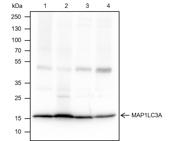 Anti-Recombinant MAP1LC3A, clone A295