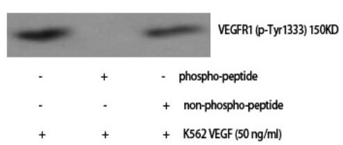 Anti-phospho-FLT-1 / VEGFR1 (Tyr1333)