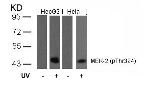 Anti-phospho-MEK-2 (Thr394)