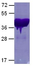 G.alpha.13 (Guanine nucleotide-binding protein subunit alpha-13 , G.alpha. 13, G13), human, recombin