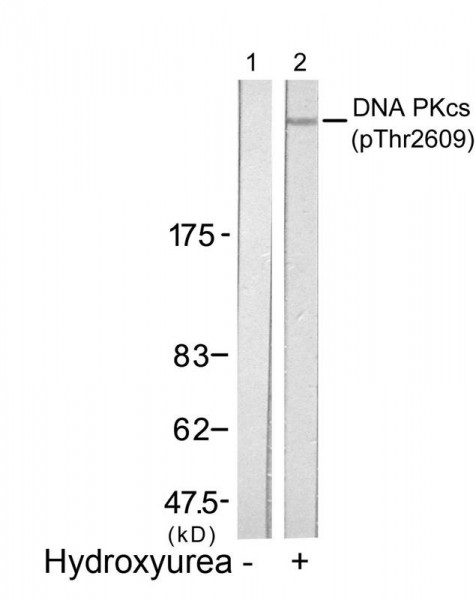 Anti-phospho-DNA PKcs (Thr2609)