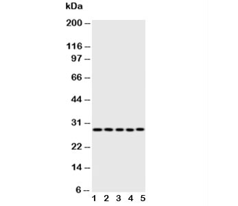 Anti-Caspase-14