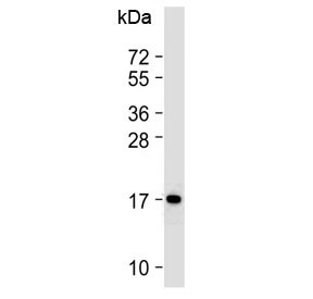 Anti-Cox4i1 / Cox IV-1