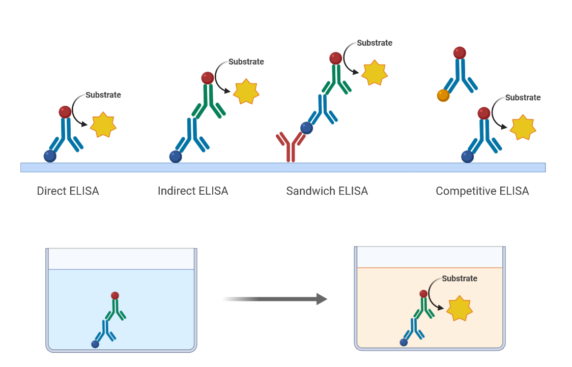 Principle_ELISA_EN