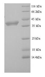 Erythroferrone (Erfe), mouse, recombinant