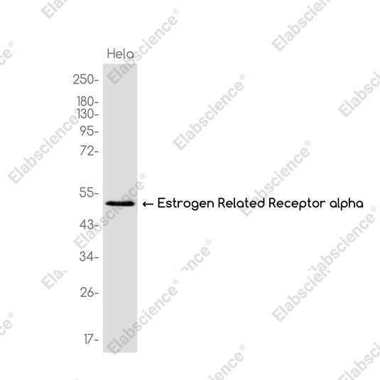 Anti-Recombinant Estrogen Related Receptor alpha, clone C132781