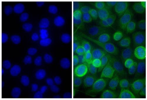 Anti-Mouse IgG (H+L) (FITC), pre-adsorbed [Goat]
