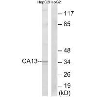 Anti-CA13
