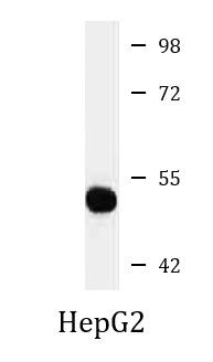 Anti-Cytochrome P450 26A1