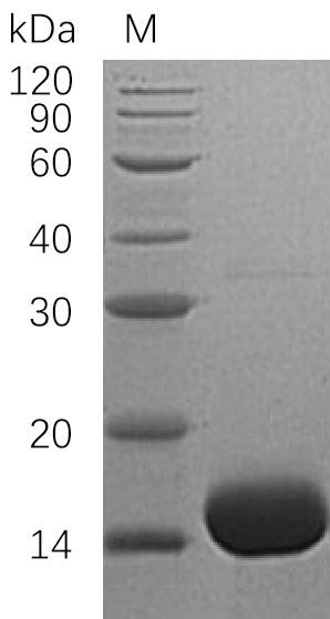 Interleukin-3 (IL3) (Active), human, recombinant