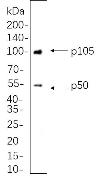 Anti-Recombinant NF-kappaB1 p105/p50, clone 4F9