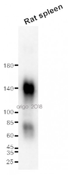 Anti-CD68, clone ED1