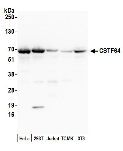 Anti-CSTF64