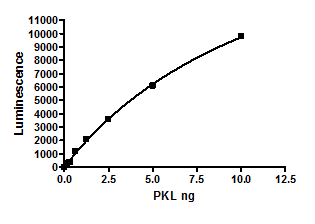 PKLR Var1 (PKR), active human recombinant protein