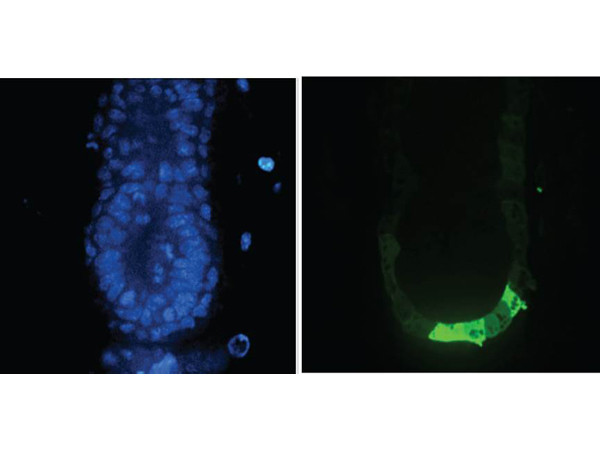 Anti-Green Fluorescent Protein (GFP)