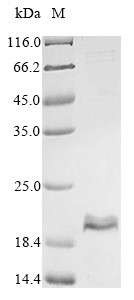 Ferredoxin (CLOST_2292), Acetoanaerobium sticklandii, recombinant