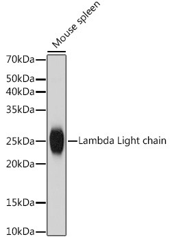 Anti-Lambda Light chain