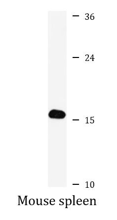 Anti-RPL31