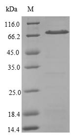 Signal recognition particle 54 kDa protein (SRP54), human, recombinant