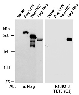Anti-TET3 (C3)