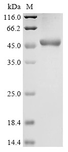 E3 ubiquitin-protein ligase HUWE1 (HUWE1), partial, human, recombinant