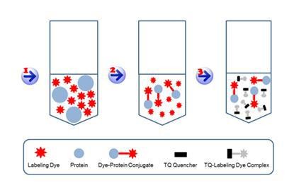 ReadiLink(TM) Rapid Cy7 Antibody Labeling Kit *Microscale Optimized for Labeling 50 µg Antibody Per