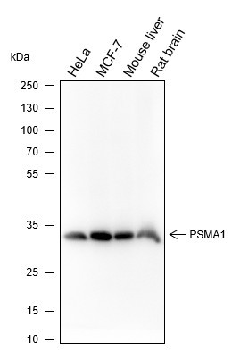 Anti-Recombinant PSMA1, clone A341