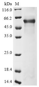 Plexin-B1 (PLXNB1), partial, human, recombinant