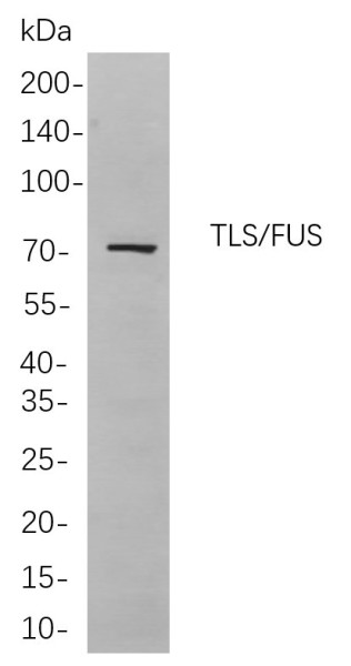 Anti-Recombinant TLS/FUS, clone 12B9