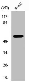 Anti-ATP6V1B1