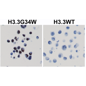 Anti-Histone H3.3 G34W Mutant (human), Rabbit Monoclonal (RM263)
